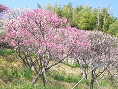 虎馬園02-3