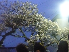 梅園03-2
