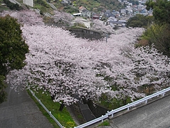 桜・芒塚06