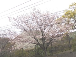 桜01