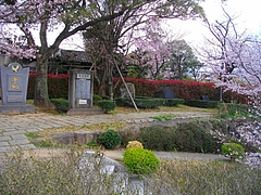桜・原爆公園03