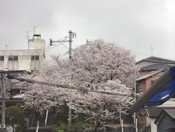 チトセピア