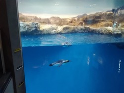 ペンギン水族館02-8