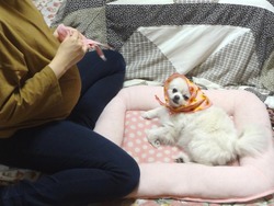 里帰り03