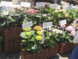 紫陽花まつり02