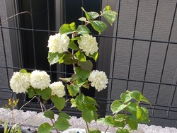 庭00