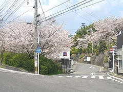 桜・横尾