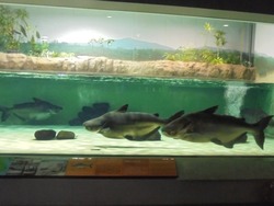 ペンギン水族館02-5