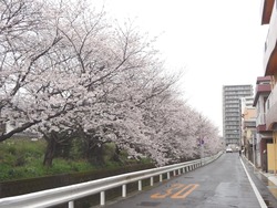 住吉・桜01-4