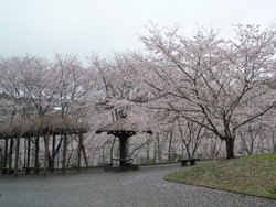 桜01-2