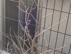 庭01-3