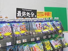球根02