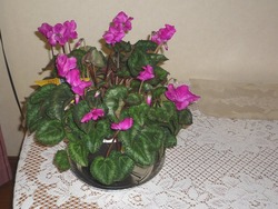 花01
