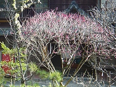 松森神社03-2