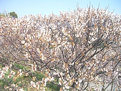 虎馬園02-4