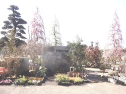 稲佐山・植木市01-2