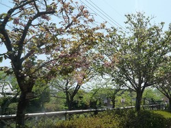 大村公園04-4