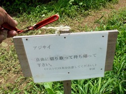 松里町あじさい園02-5