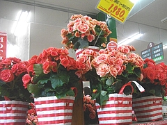 多良見店02-2