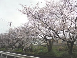 桜02-6