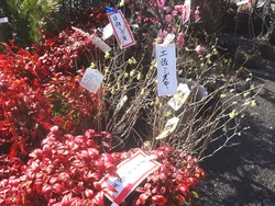 稲佐山・植木市02-2