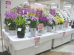 洋ラン