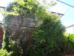 庭01