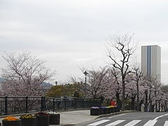桜・原爆公園01