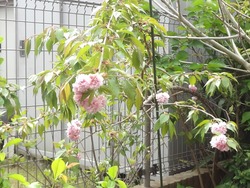 庭02-3
