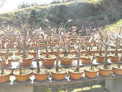 虎馬園01-8