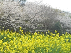 桜・長与01-2