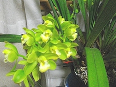 シンビ