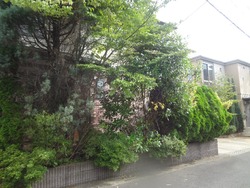 庭03-2