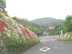 大瀬戸つつじ04