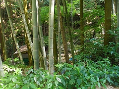 松露渕01