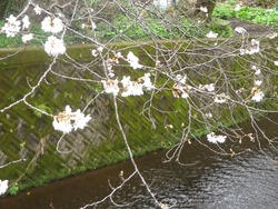 桜02-5