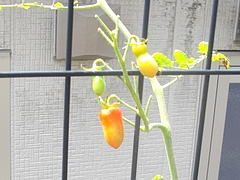 花0709-07