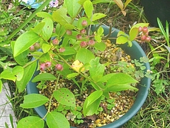 花0709-08