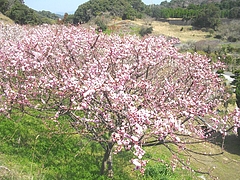 虎馬園01-6