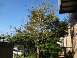 庭01-5