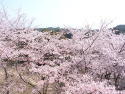 琴海中央公園03-2