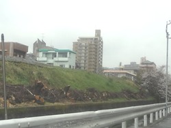住吉・桜01-5