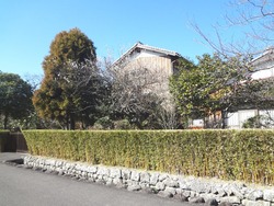 神代小路03-1