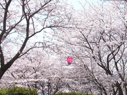 中尾城公園01-6