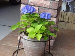庭の花01-3