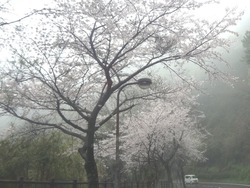 稲佐山01-2