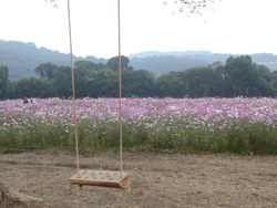 芝桜公園02-4