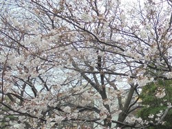 桜02-3