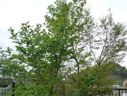 庭01-2