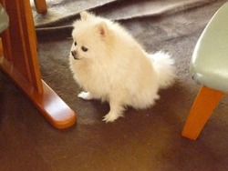 犬